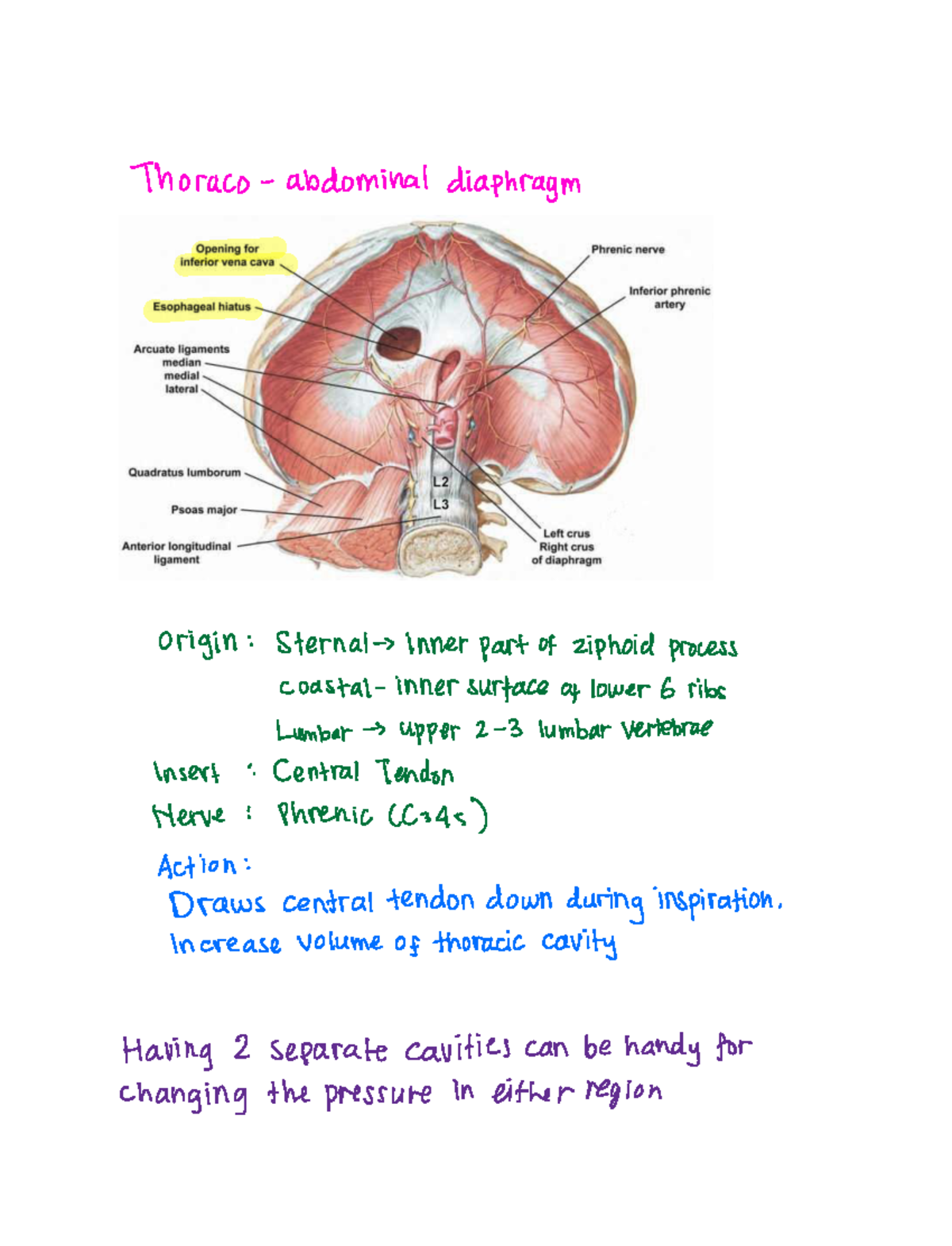 Breathing muscles Thoraco abdominal diaphragm Origin Sternal inner