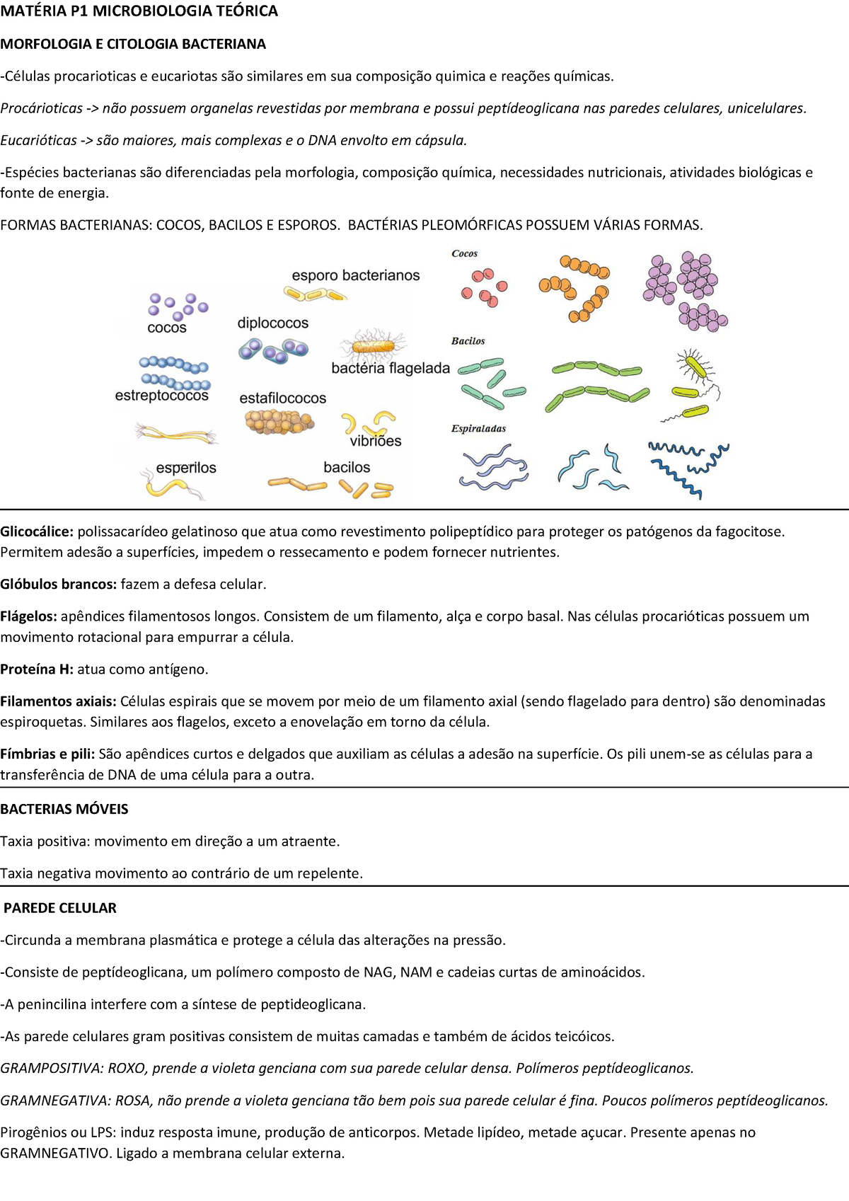 Resumo Te Rico P Mat P Microbiologia Terica Morfologia E Citologia Bacteriana C Lulas