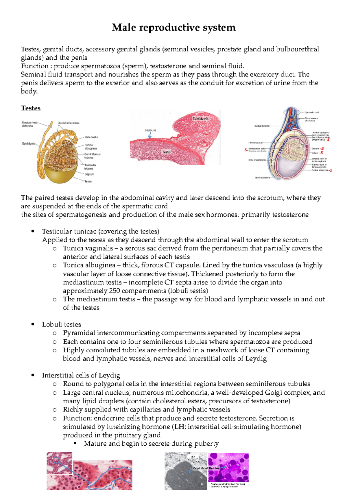 MALE Reproductive System Male reproductive system Testes, genital