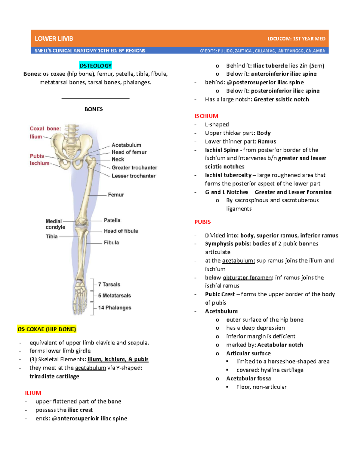 Lower-LIMB- Snells - trans - Guyton and Hall Textbook of Medical ...