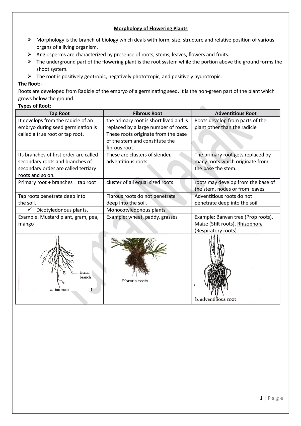 Morphology of Flowering Plants - Angiosperms are characterized by ...