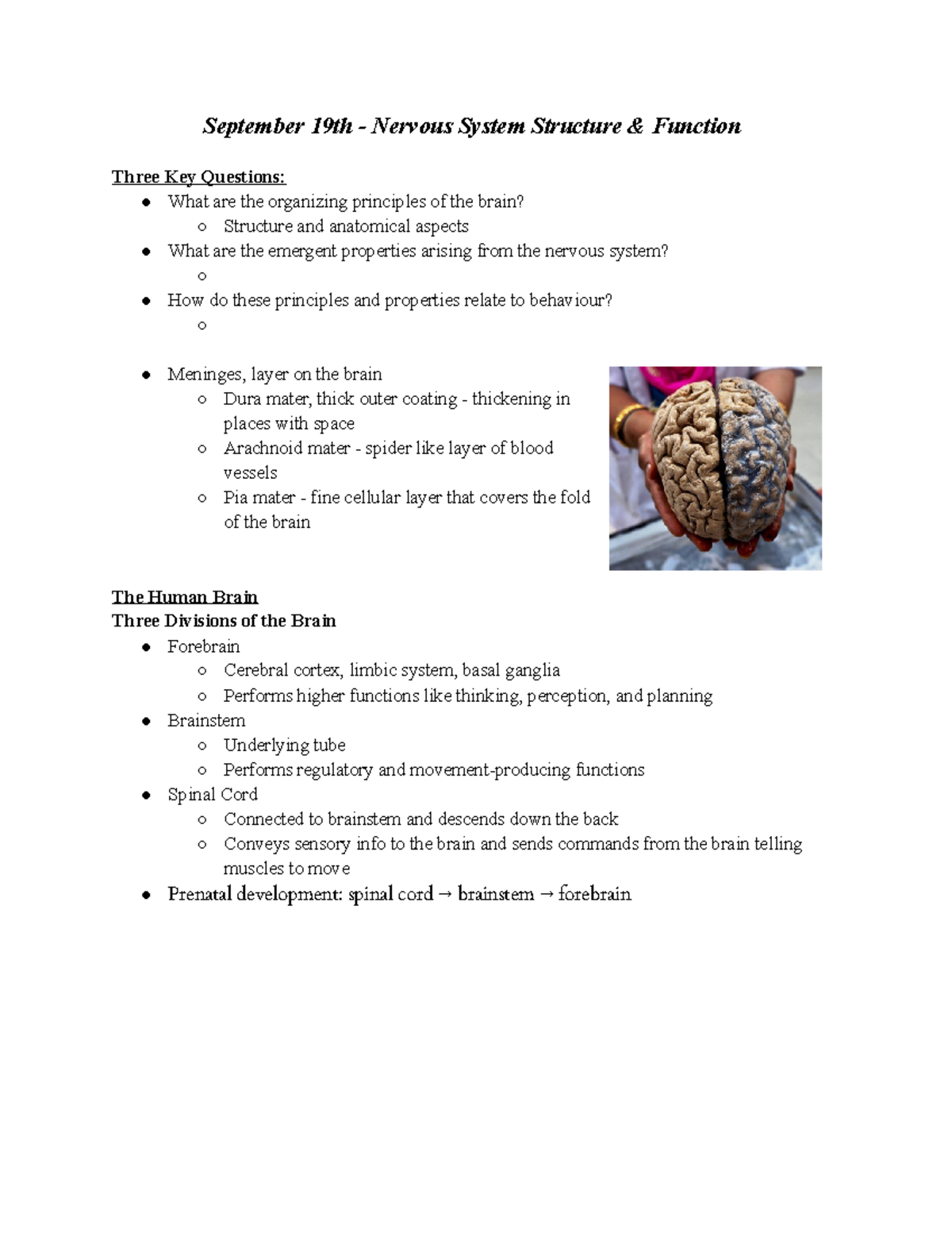 Nervous System Structure and Function - September 19th - Nervous System ...