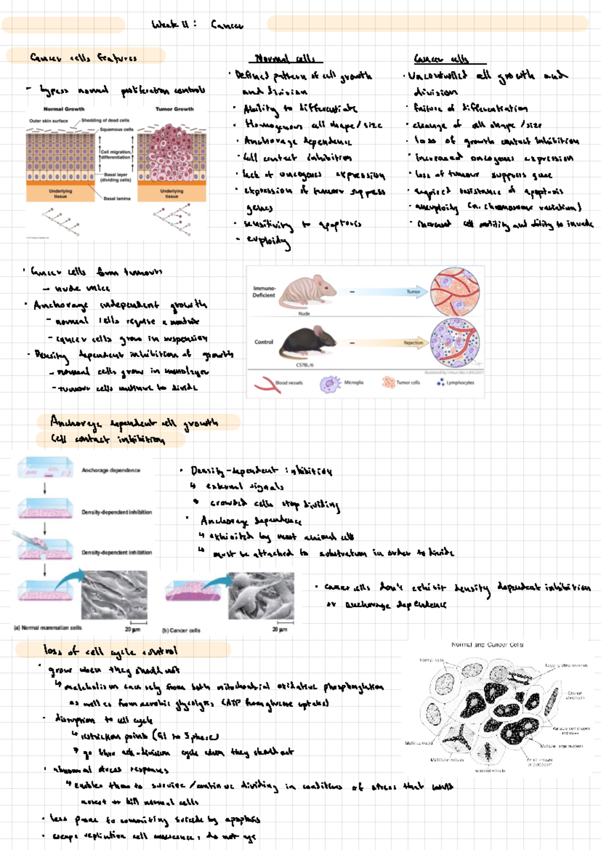 Cells Lecture Notes Week 11 - Weak 11 : Cancer Cancer cells features ...