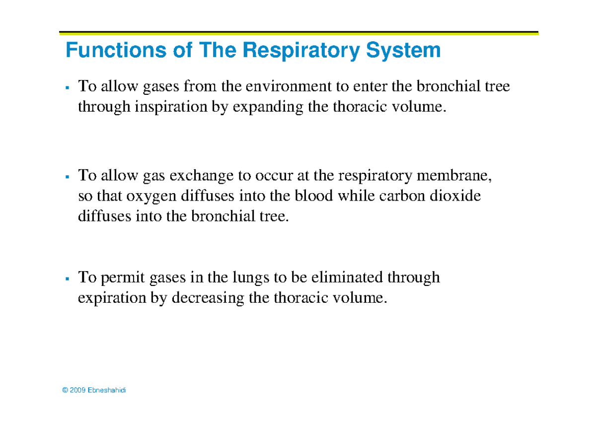 Respiratory system - anatomy - Functions of The Respiratory System To ...