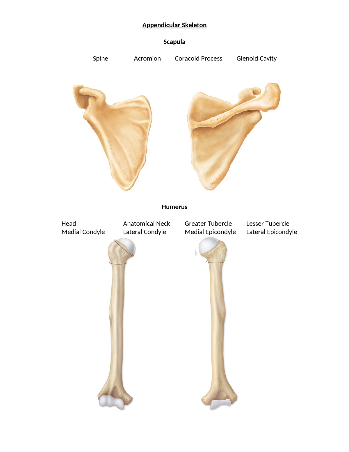 Packet- The Appendicular Skeleton - Appendicular Skeleton Scapula Spine ...