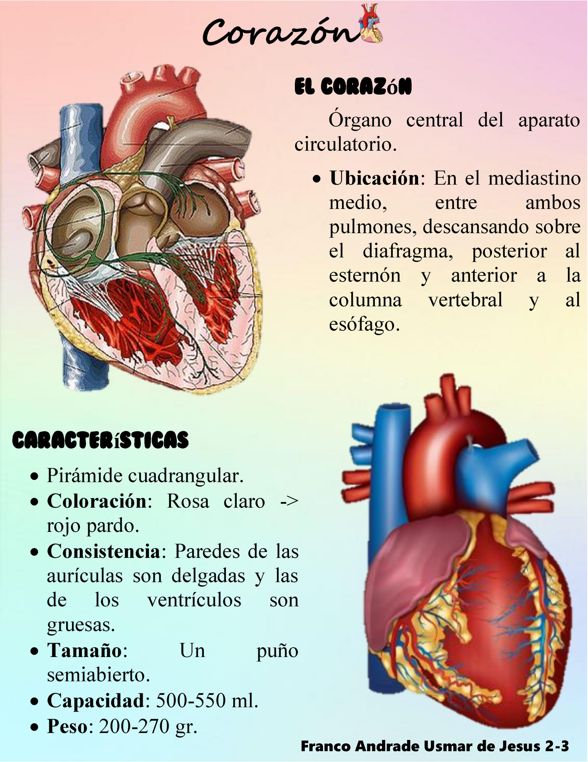 Corazón y configuración externa Corazón El coraz ó n Órgano central del aparato circulatorio