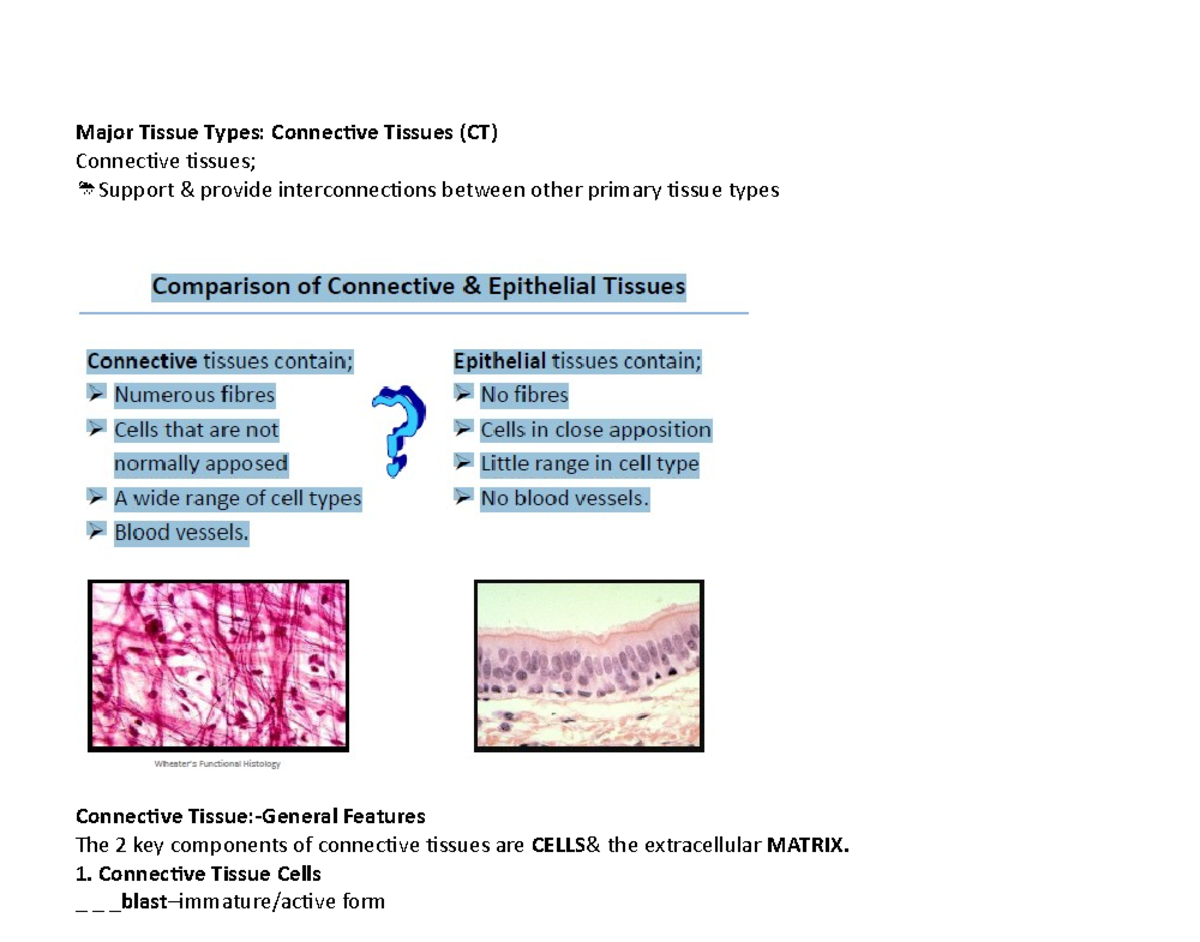 Major Tissue Types - lec - Major Tissue Types: Connective Tissues (CT ...