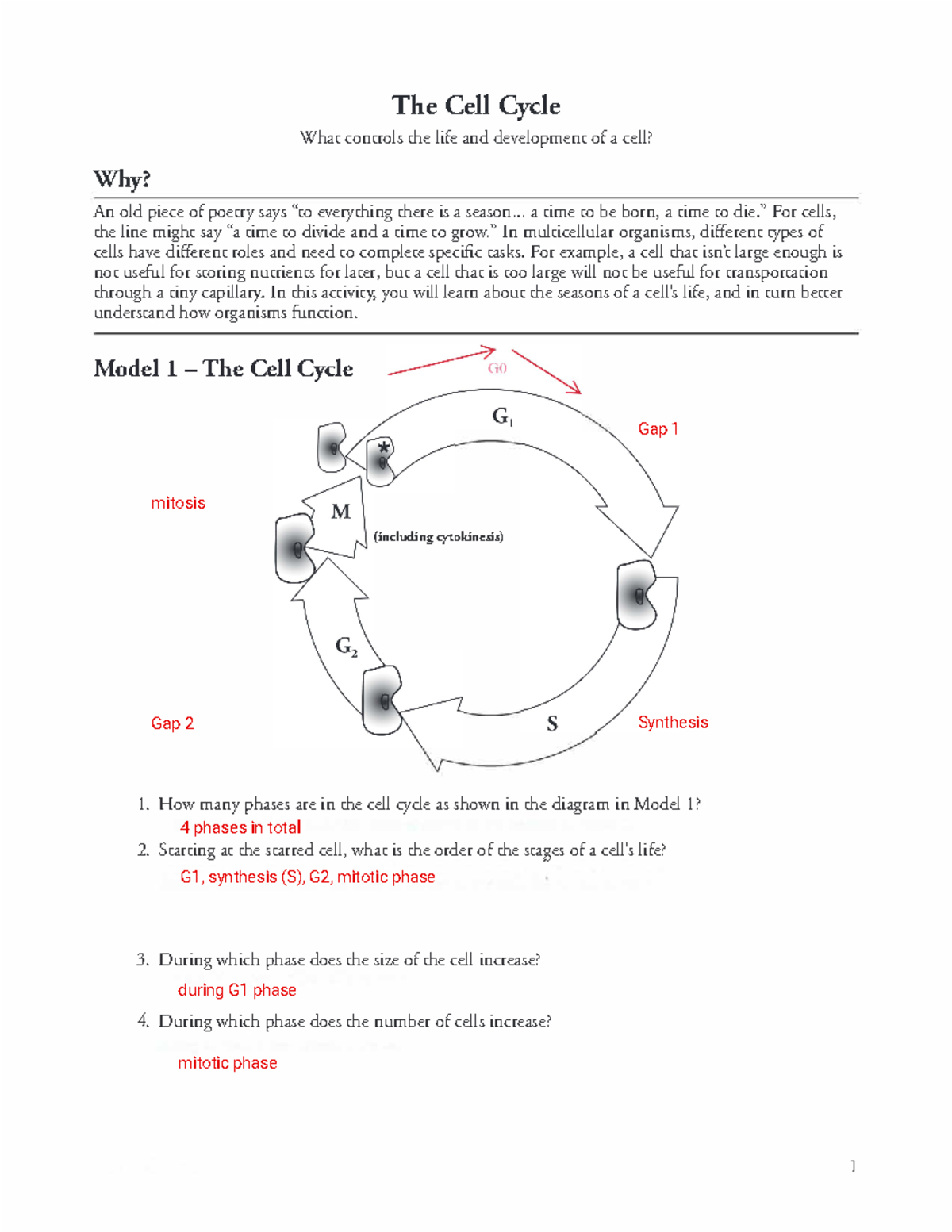 Kami Export - Cell Cycle Pogil Student Worksheet Fa2022 - What controls ...