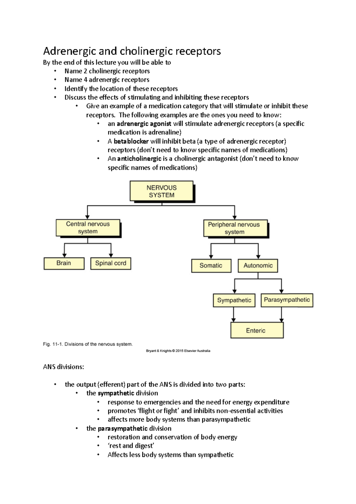 Adrenergic Receptor Adrenergic And Cholinergic Receptors By The End