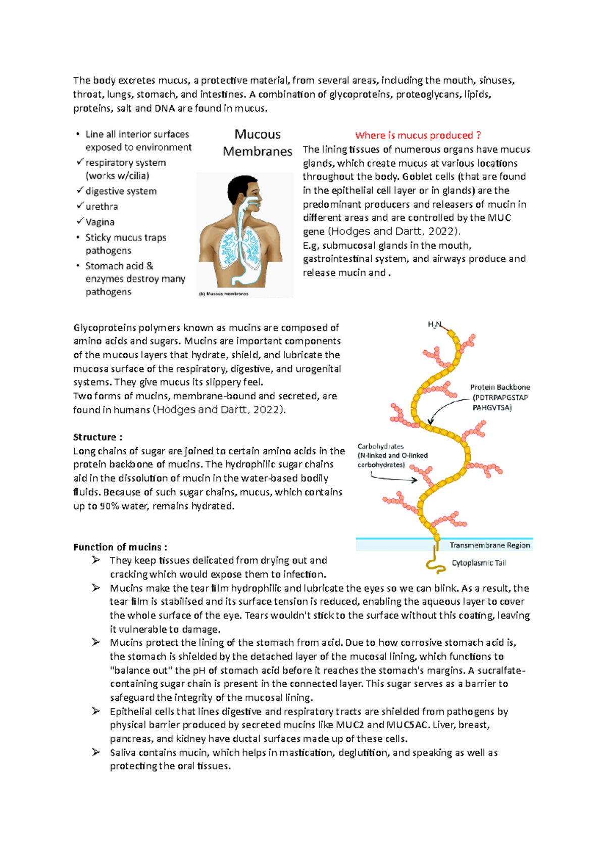 “the Relevance Of Mucins To Human Health And Disease” - The Body 