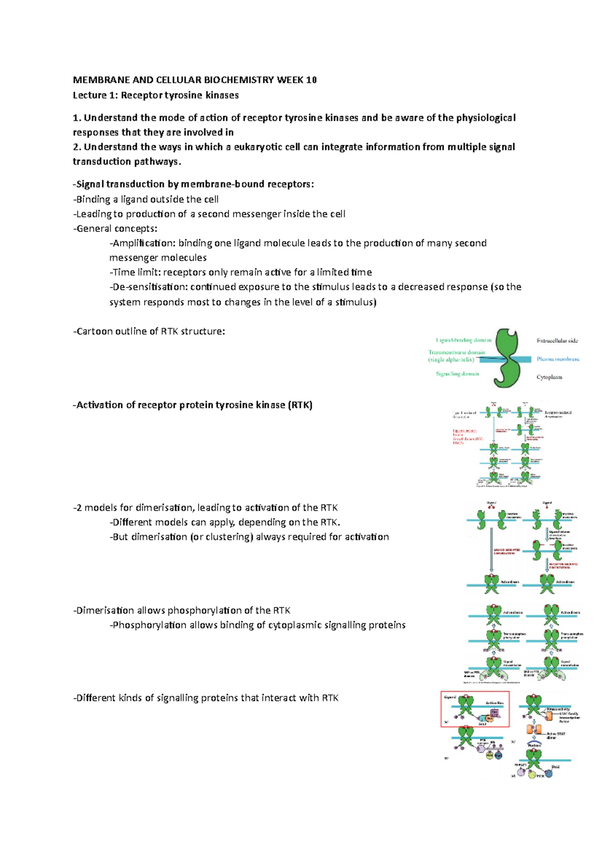 Receptor tyrosine kinases - Understand the mode of acion of receptor ...