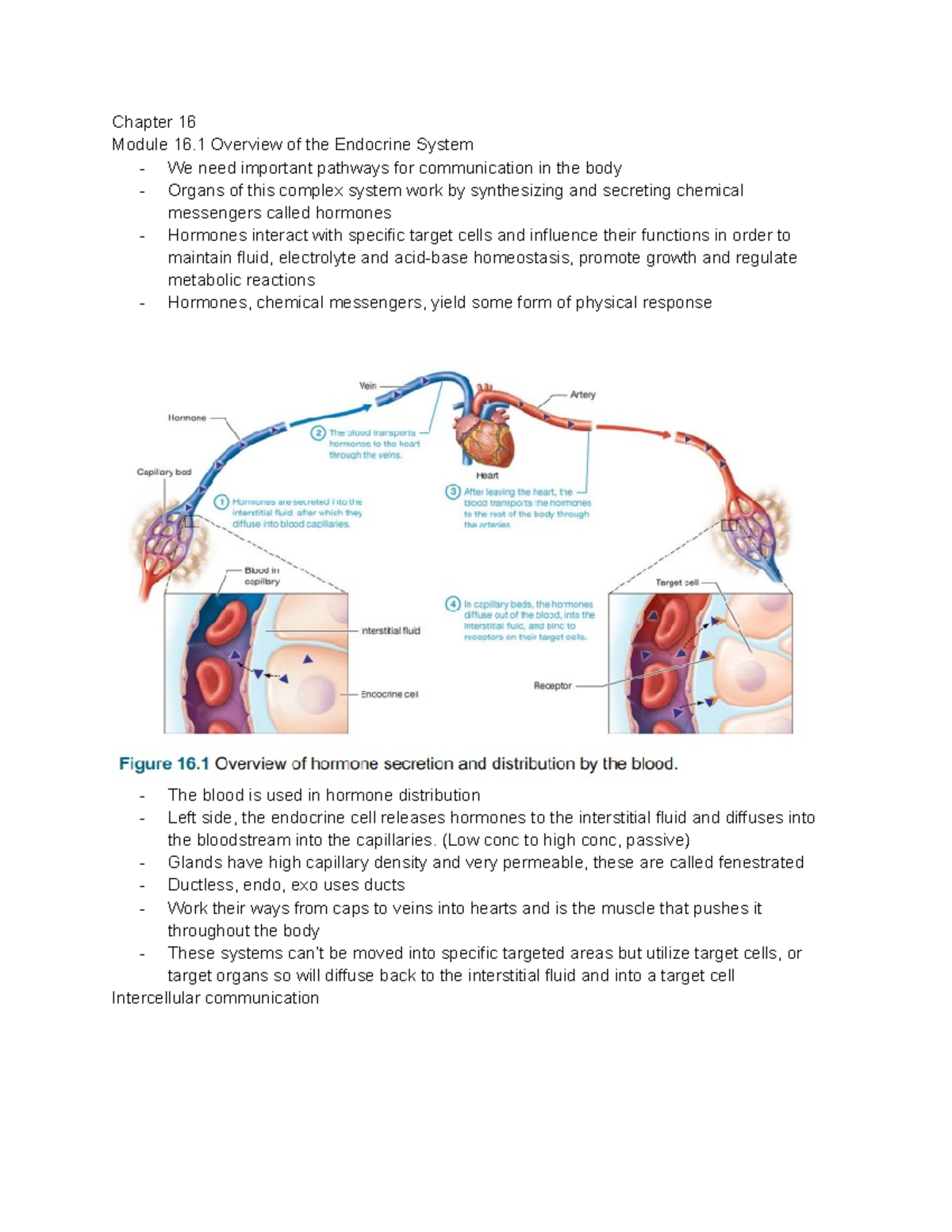 Week 1 - Endocrine system - Chapter 16 Module 16 Overview of the ...