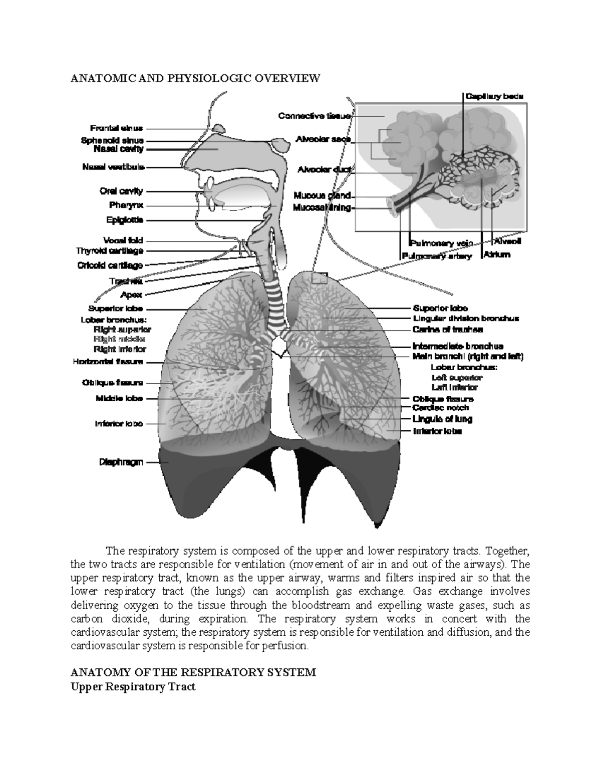 Respiratory-System a&p - ANATOMIC AND PHYSIOLOGIC OVERVIEW The ...