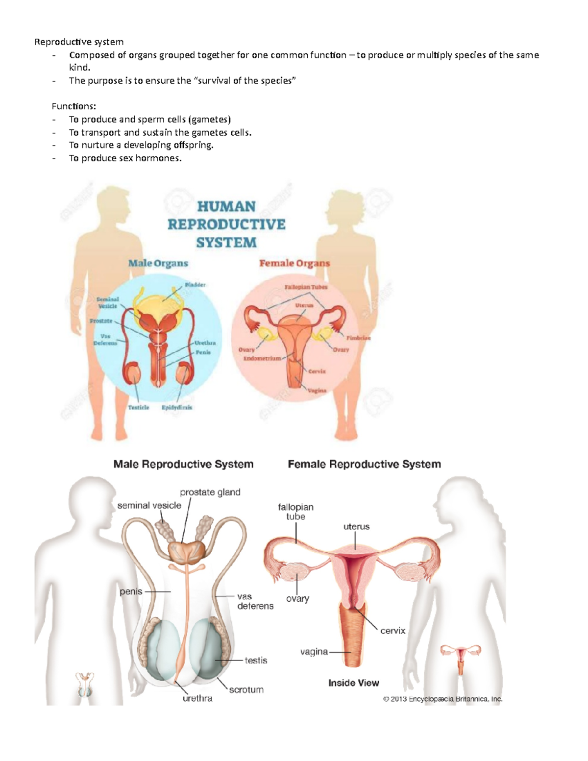 Reproductive System Notes - Reproductive system Composed of organs ...
