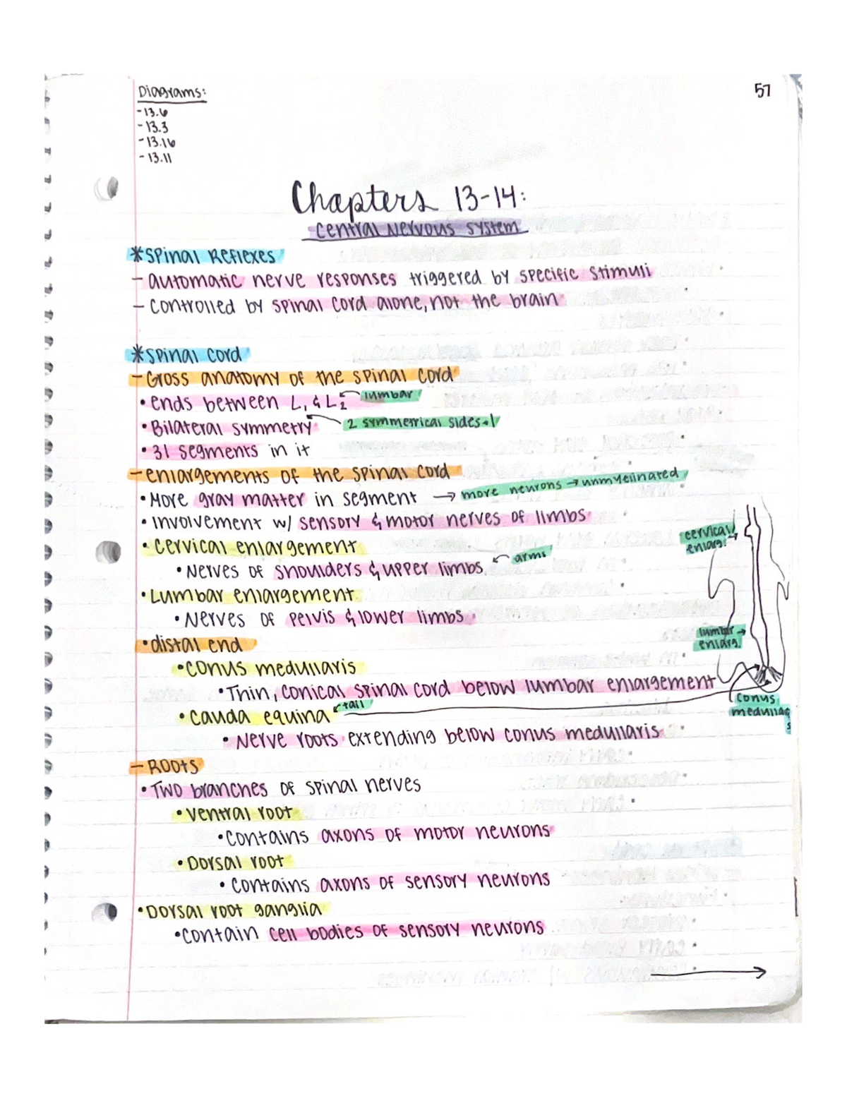 Anatomy Chapters 13-14 - BSC 2086 - Studocu