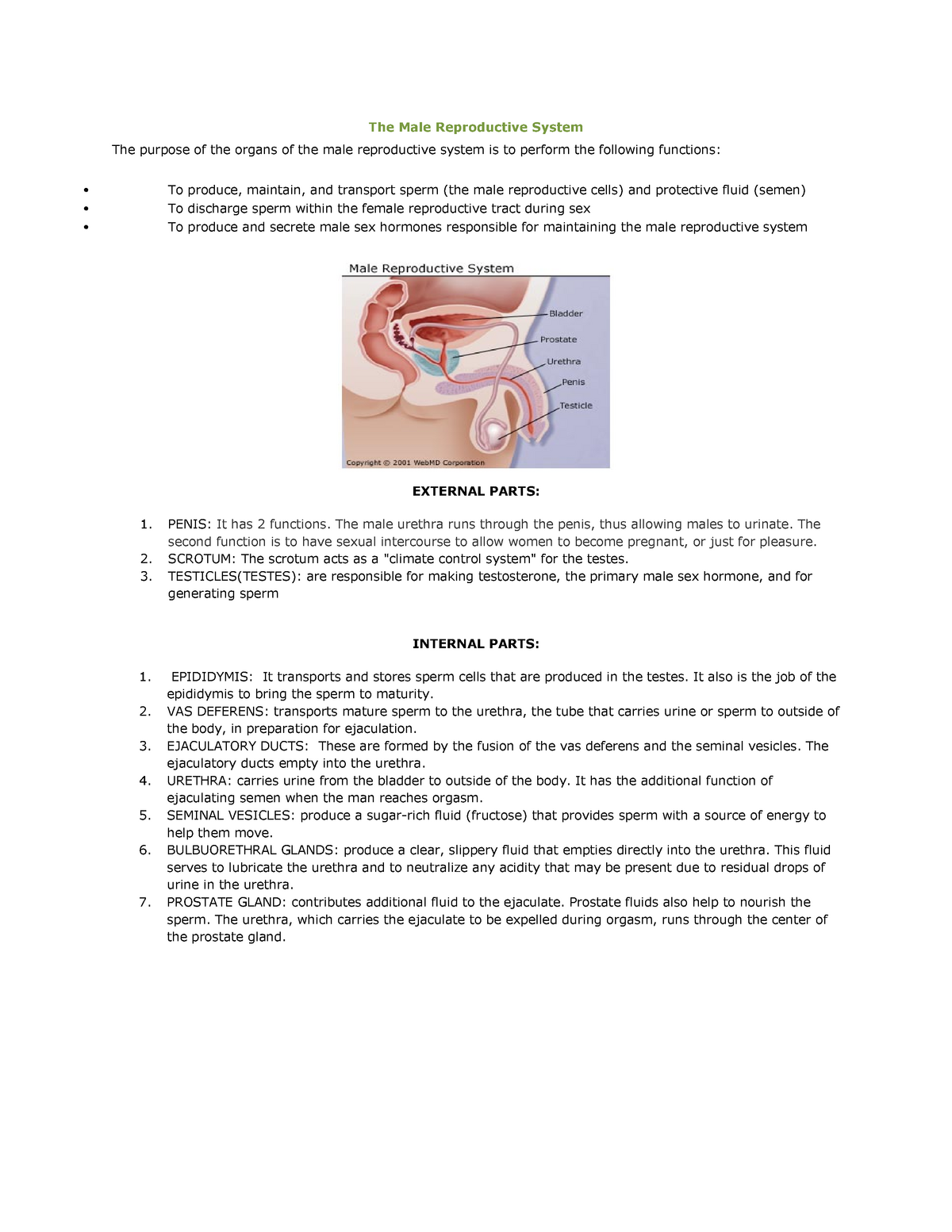 Male Reproductive System Urinary System Skeletal System Nervous System -  Studocu