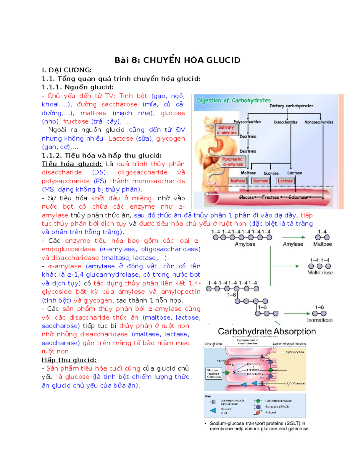 Bài 8: hóa sinh glucid - Bài 8: CHUYỂN HÓA GLUCID I. ĐẠI CƯƠNG: Tổng ...