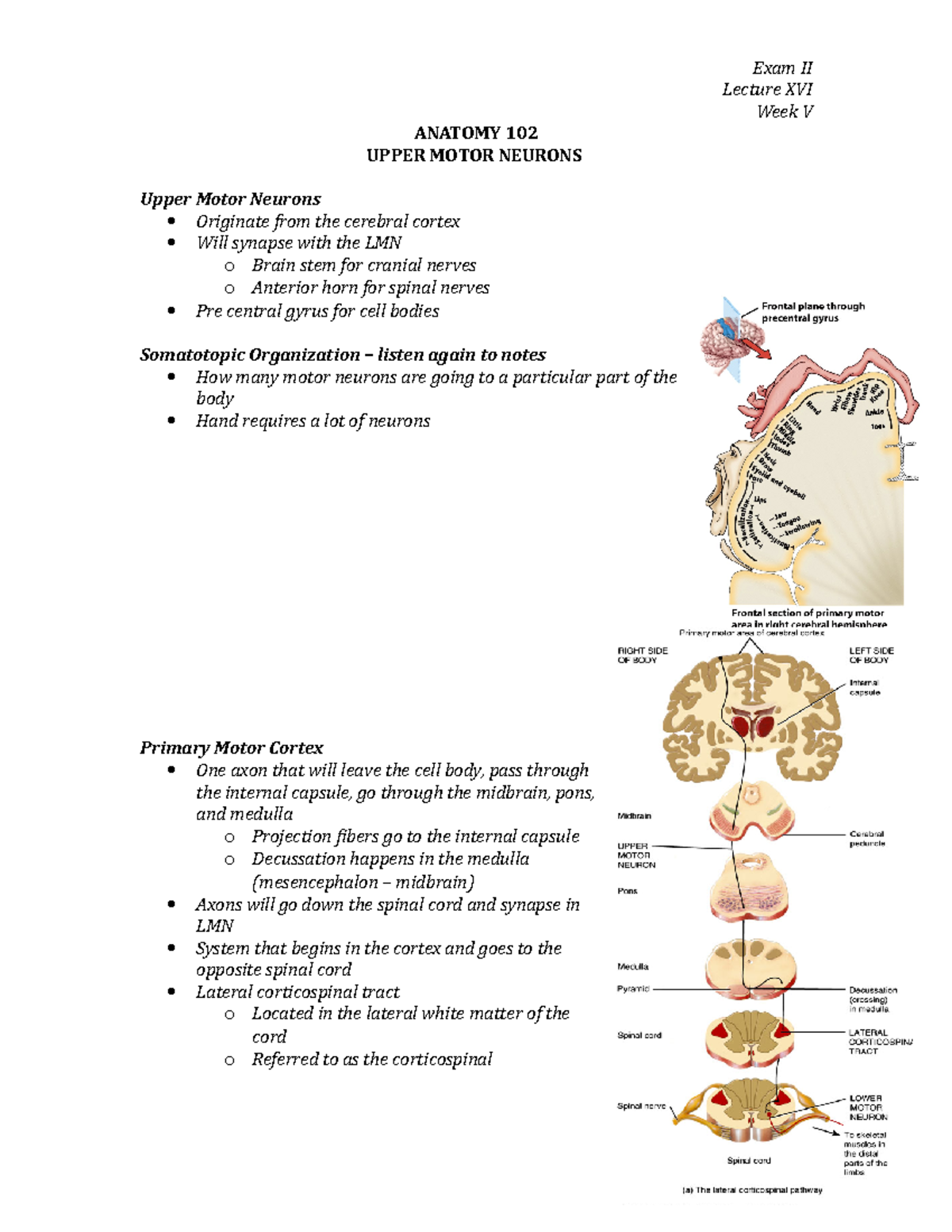 Lecture 16 - Lecture XVI Week V ANATOMY 102 UPPER MOTOR NEURONS Upper ...