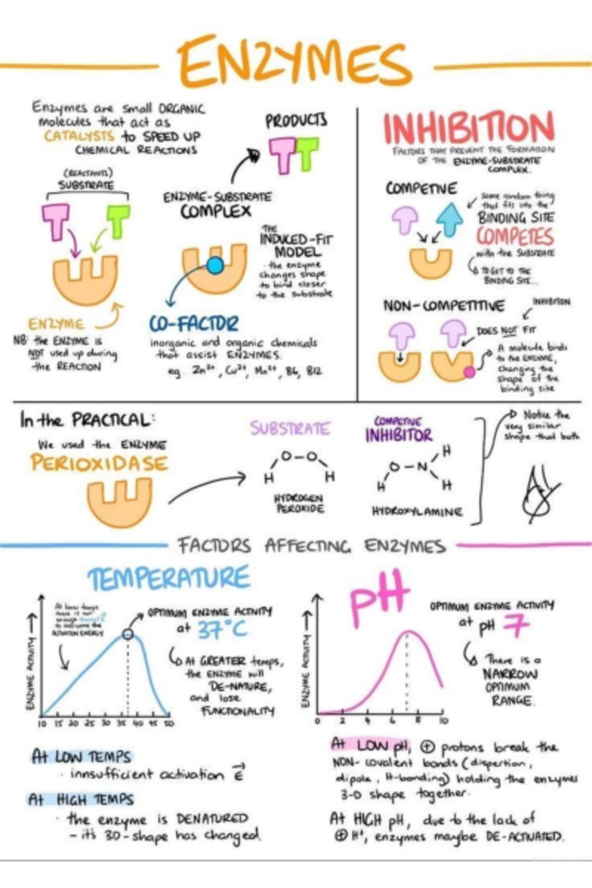 IMG 0048 Enzymes are biological catalysts that accelerate chemical