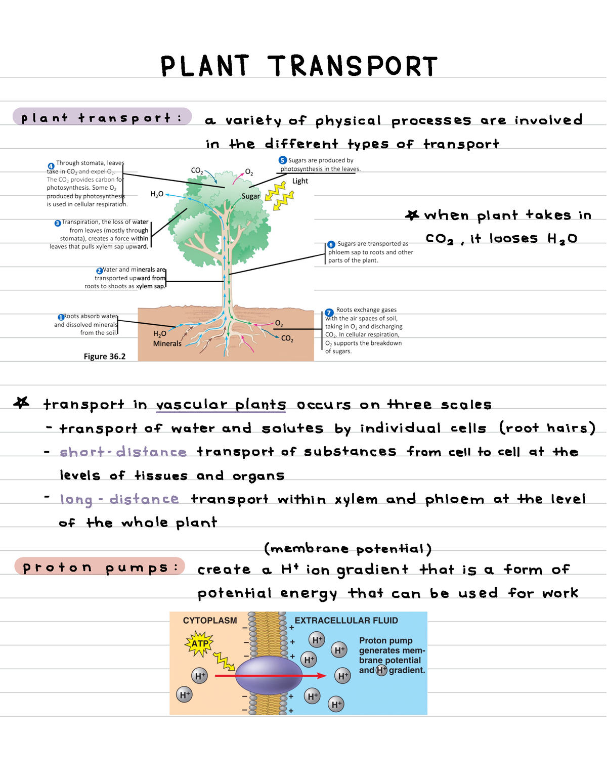 Plant Growth and Nutrition - PLANT TRANSP RT plant transport : a ...