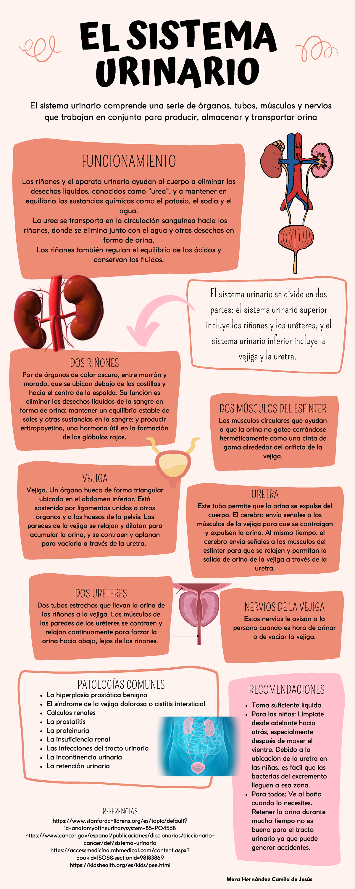RENAL infografia - EL SISTEMA URINARIO Los riñones y el aparato ...