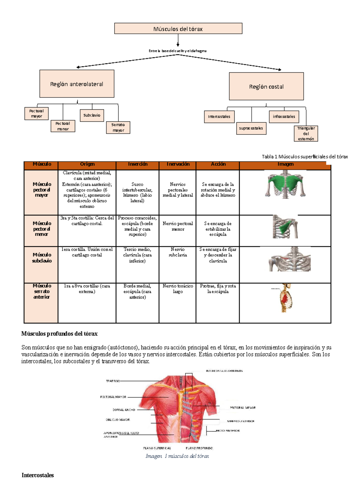 SOLUTION Musculos del torax Studypool