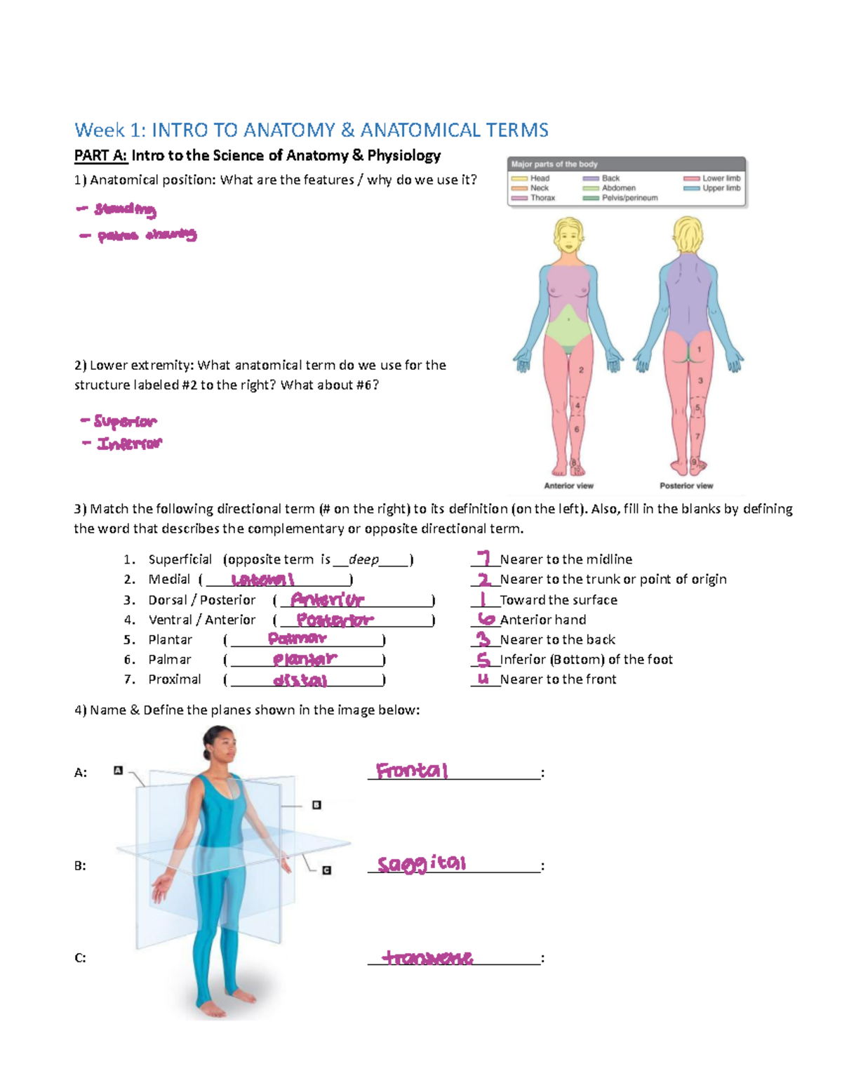 Wk 1 Anatomical position terms - ####### Week 1: INTRO TO ANATOMY ...