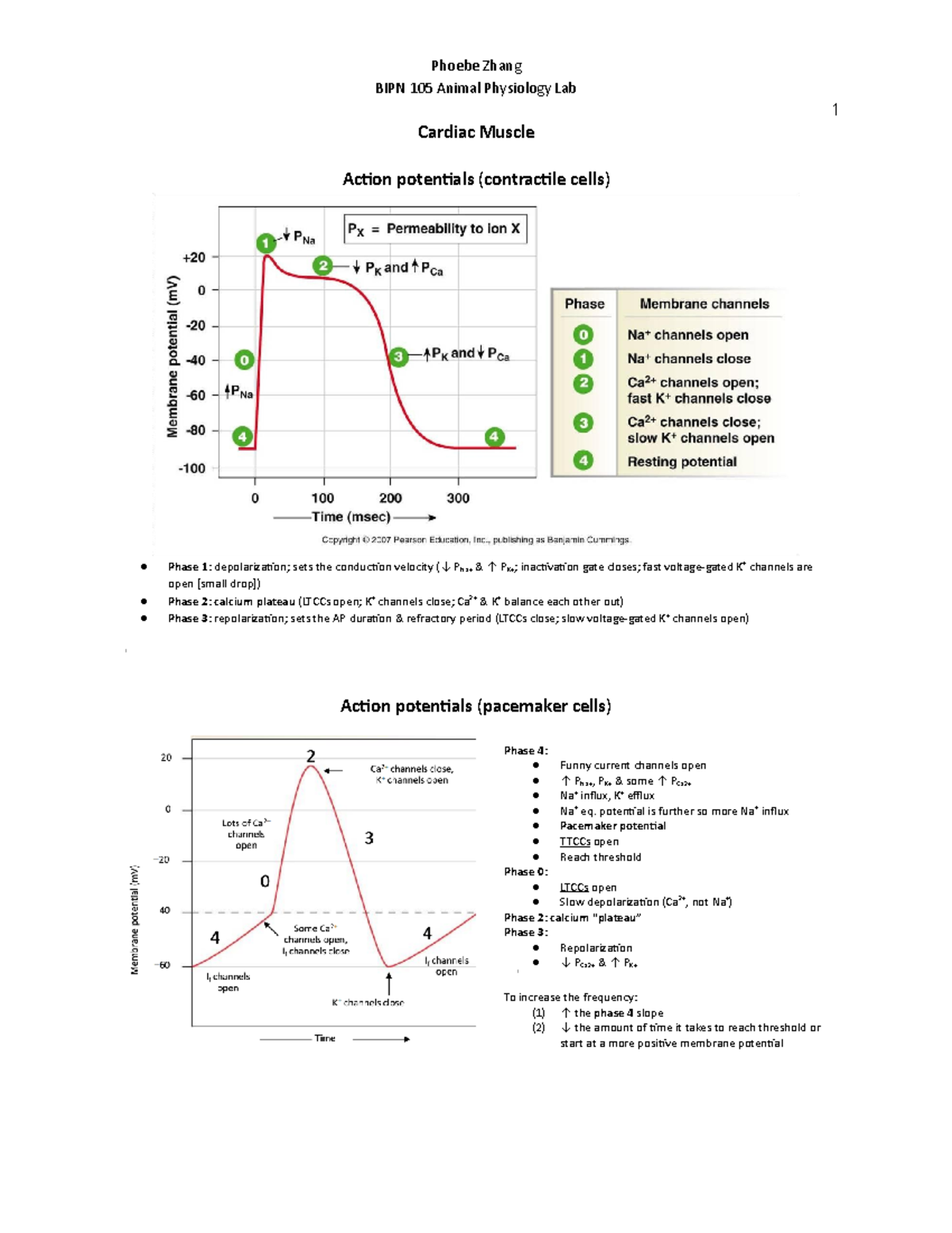 Quizlet Cardiac - mlrpm73
