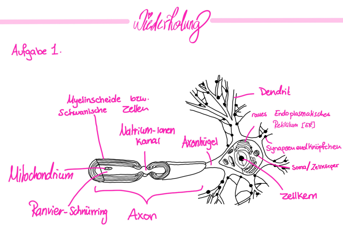 Biologie Wiederholung Studocu