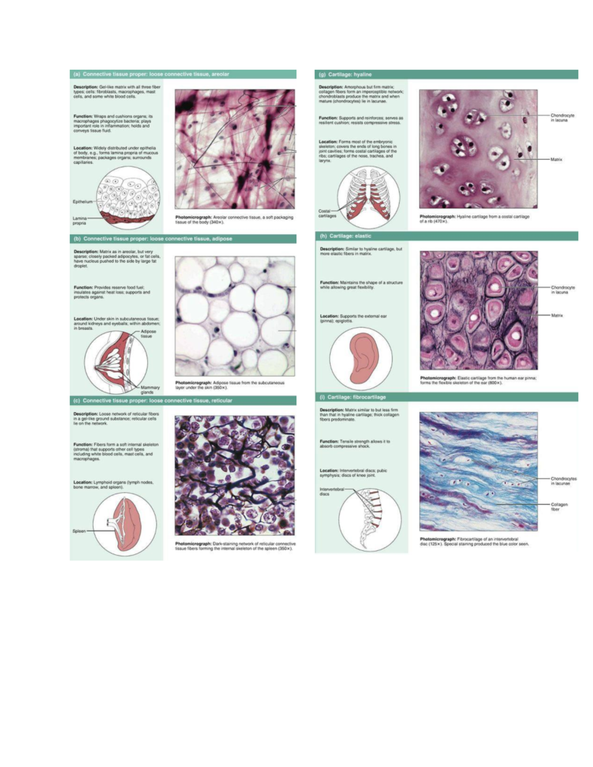 Connective-tissue - Connective-tissue - NEUTROPHILS Function ...