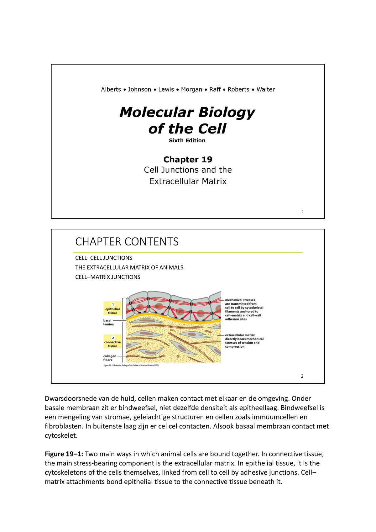 Celbiologie Hfst19 - Molecular Biology Of The Cell Sixth Edition ...