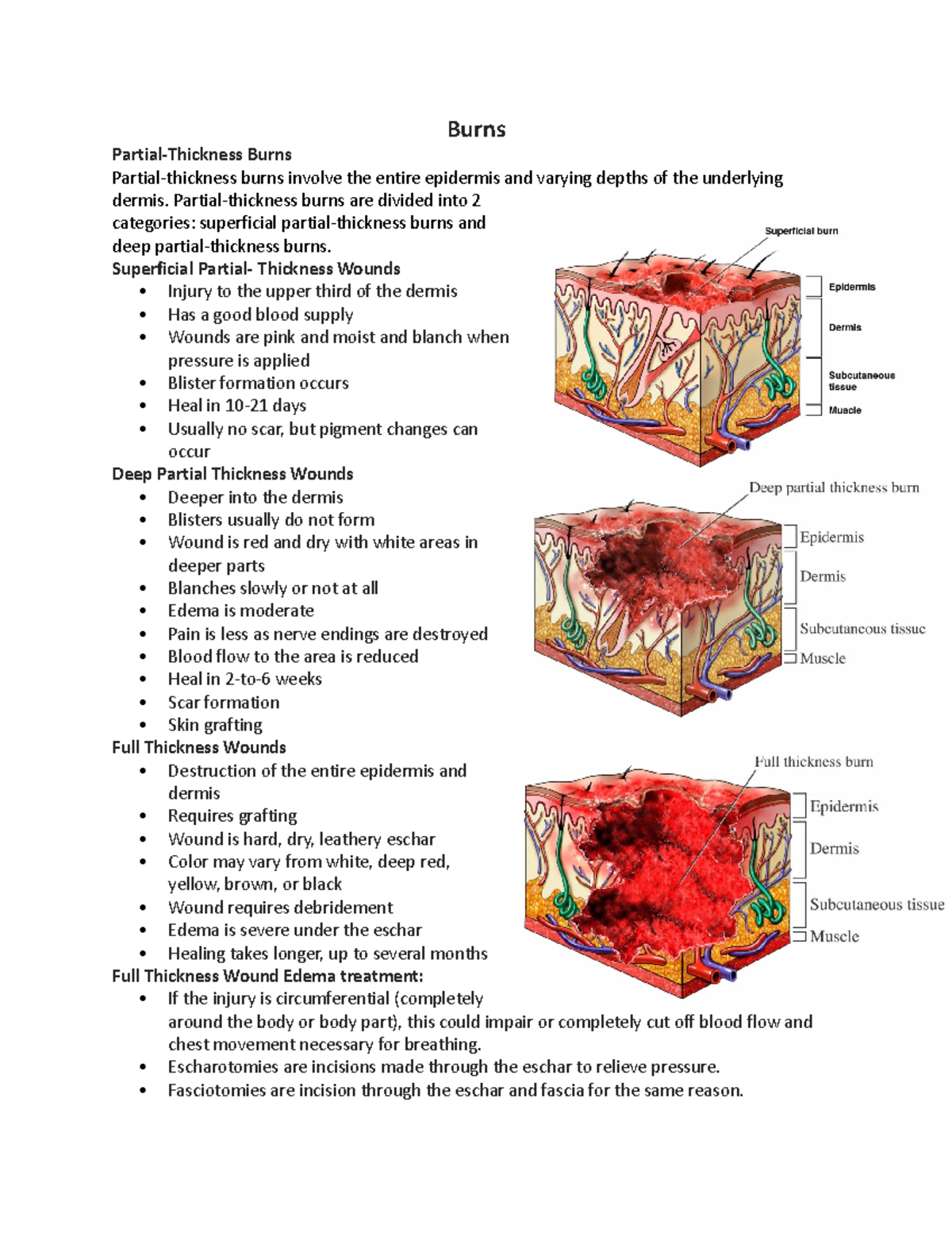 Module 6 Burns Partial Thickness Burns Partial Thickness Burns Involve The Entire Epidermis 8935