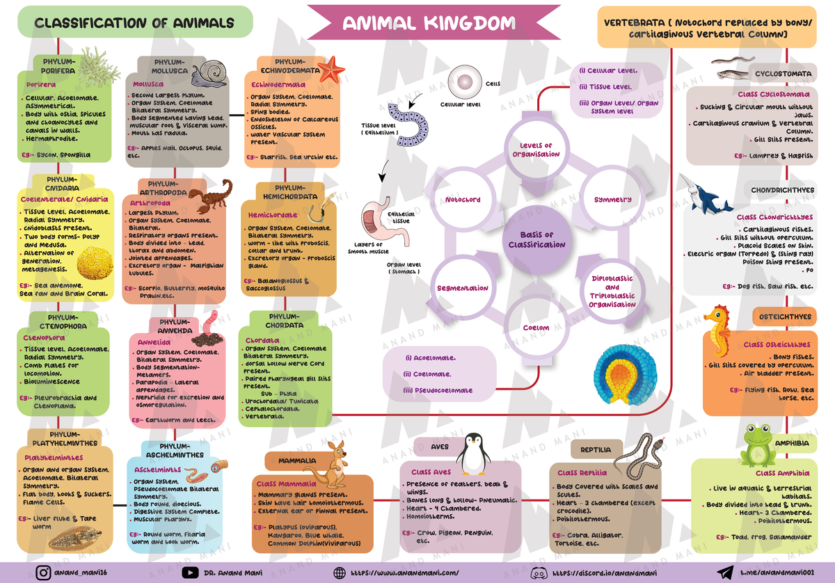 A4 animal kingdom - Notes 4 - Echinodermata PHYLUM- ECHINODERMATA ...