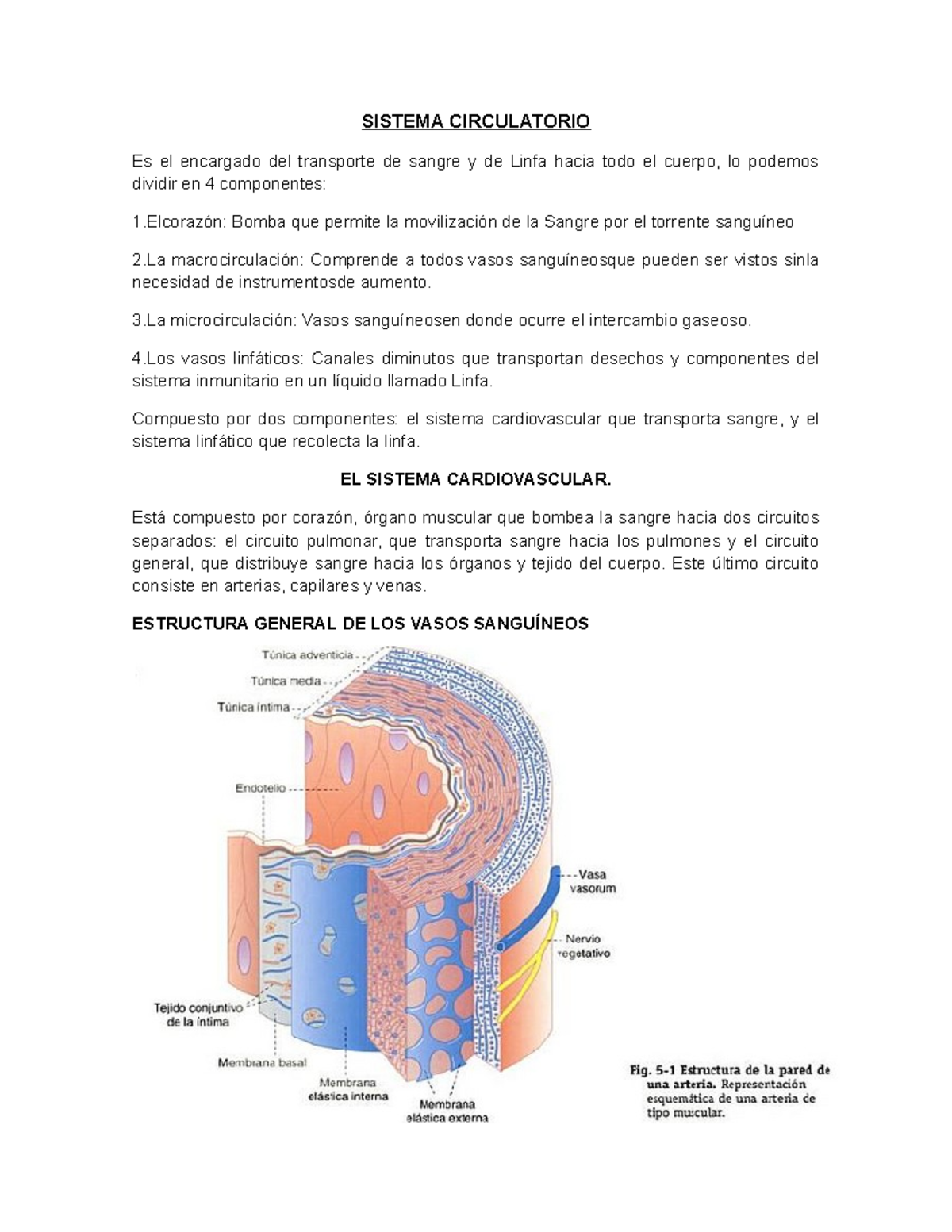 Resumen Histología Sistema Circulatorio Sistema Circulatorio Es El Encargado Del Transporte De 8657