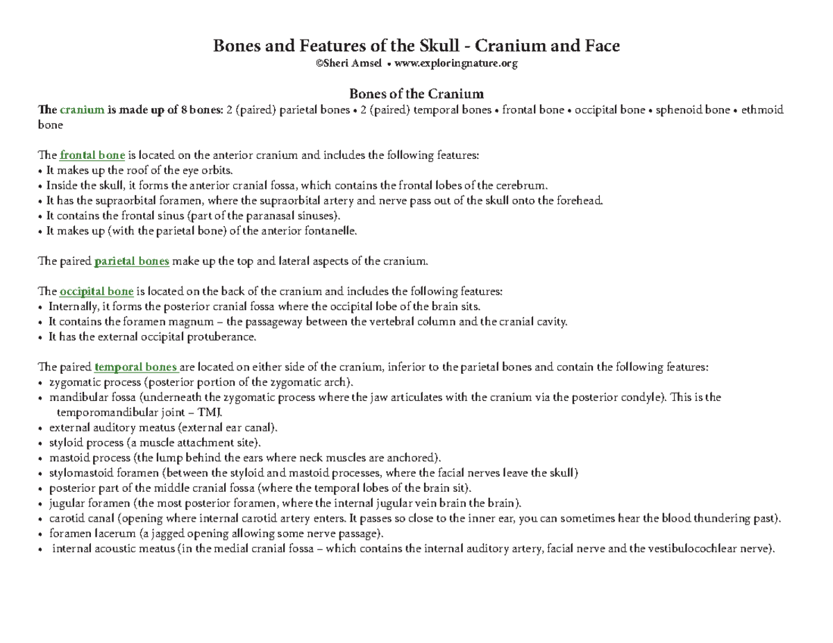 Skull bones features - Bones and Features of the Skull - Cranium and ...