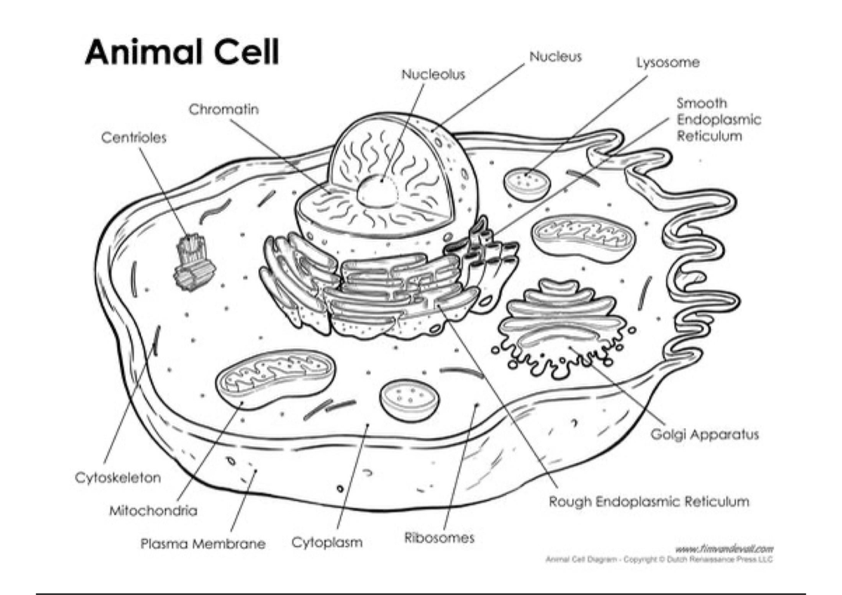 Learning with biology - BSC 108 - Studocu