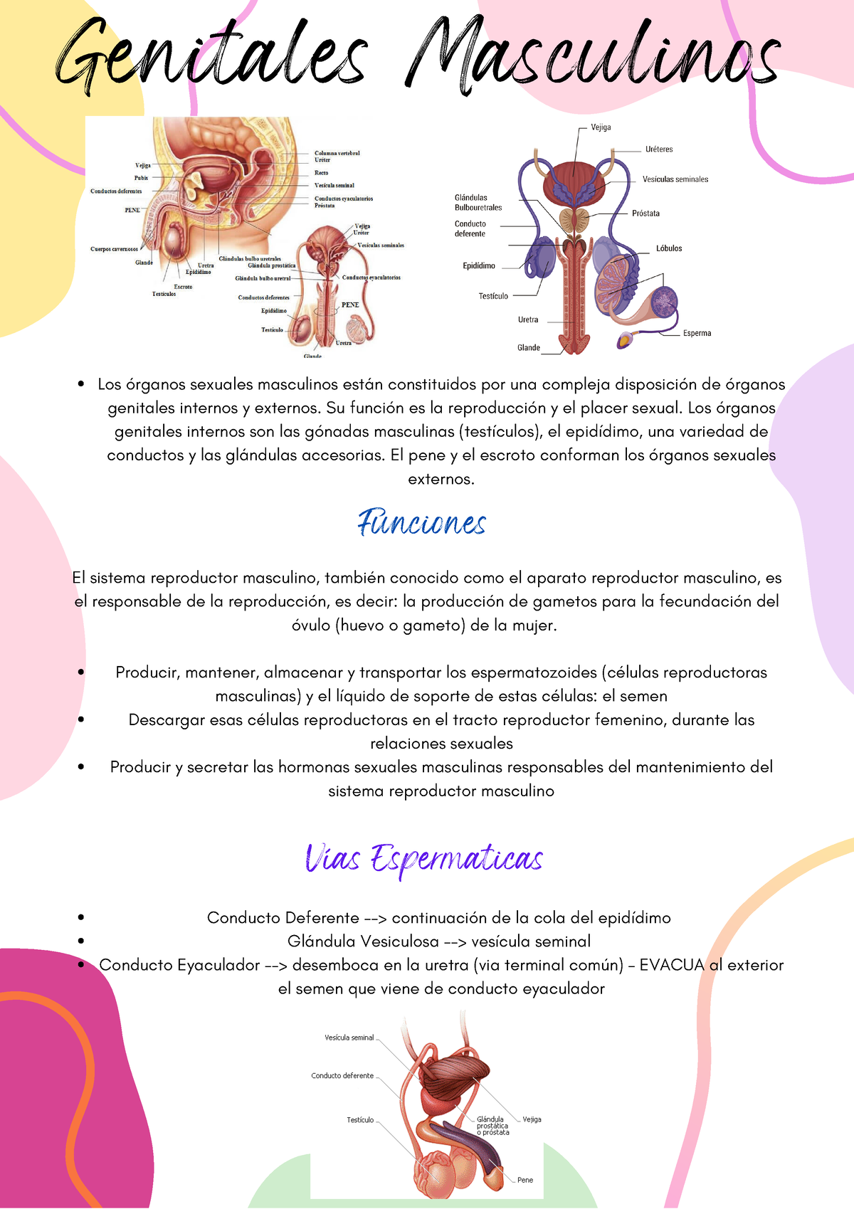 Genitales Masculinos - Moore. Fundamentos De Anatomía Con Orientación ...