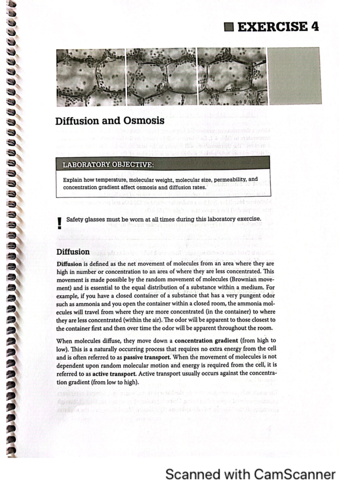 Diffusion and osmosis lab manual - BSC 1005L - Studocu