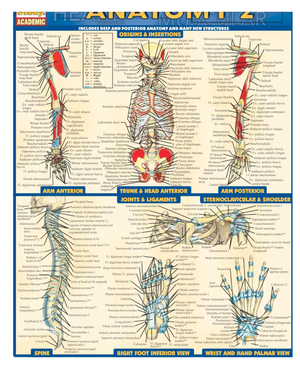 Upper Limb Anatomy Lab - Frfbfrbchdhcd - Upper Limb Anatomy Lab ...