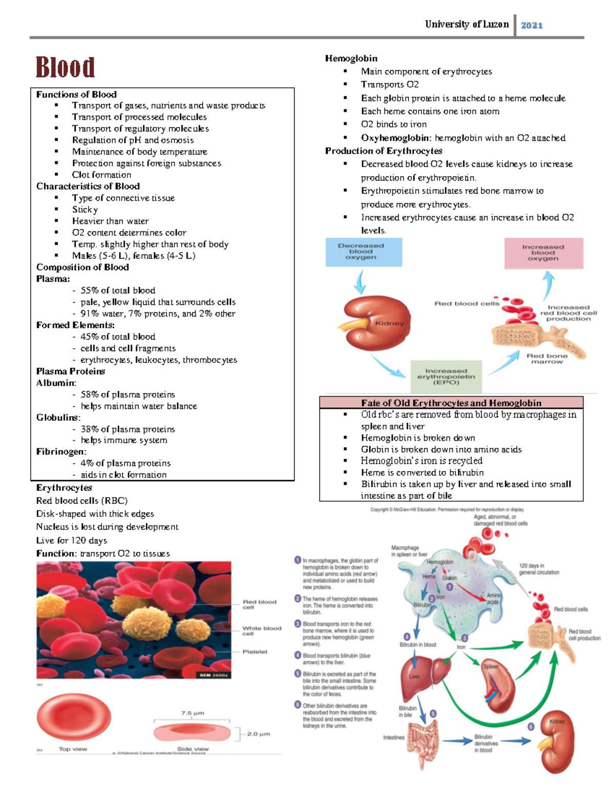 Blood - khftyf - University of Luzon 2021 Blood Functions of Blood ...