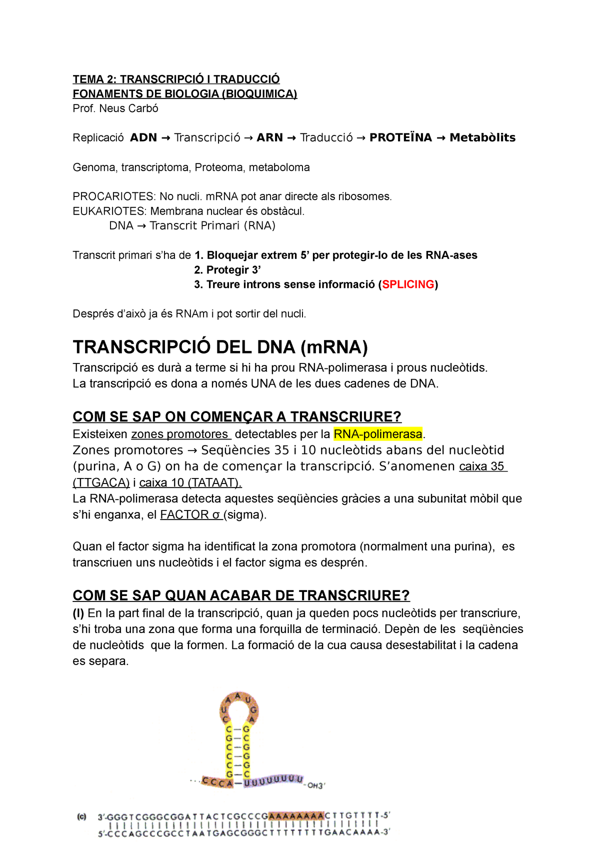 Fonaments De Biologia Bioquímica T2 Transcripció I Traducció Tema