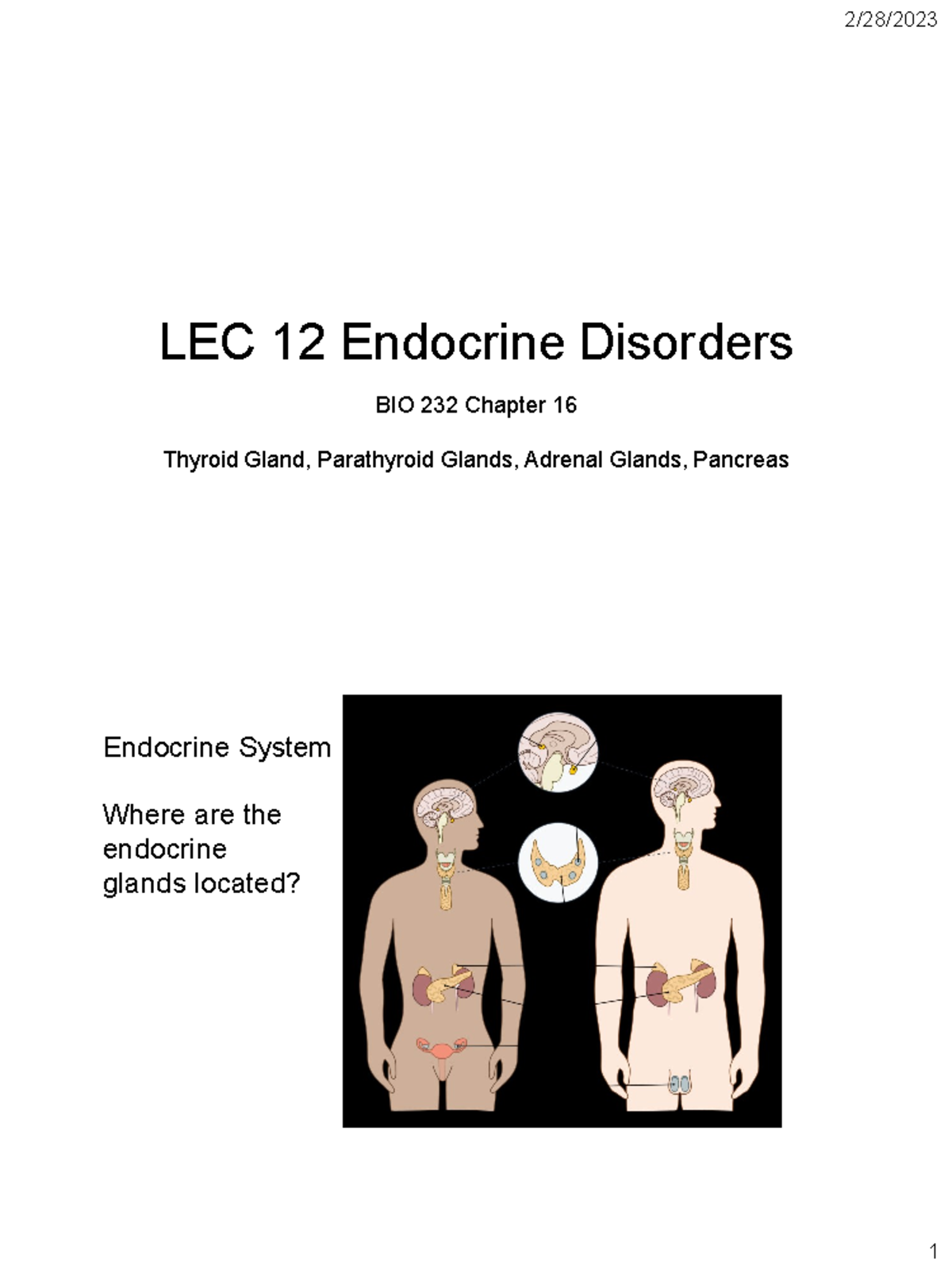 LEC 12 Endocrine Disorders Part 2 (2 Slides Per Page) LEC 12