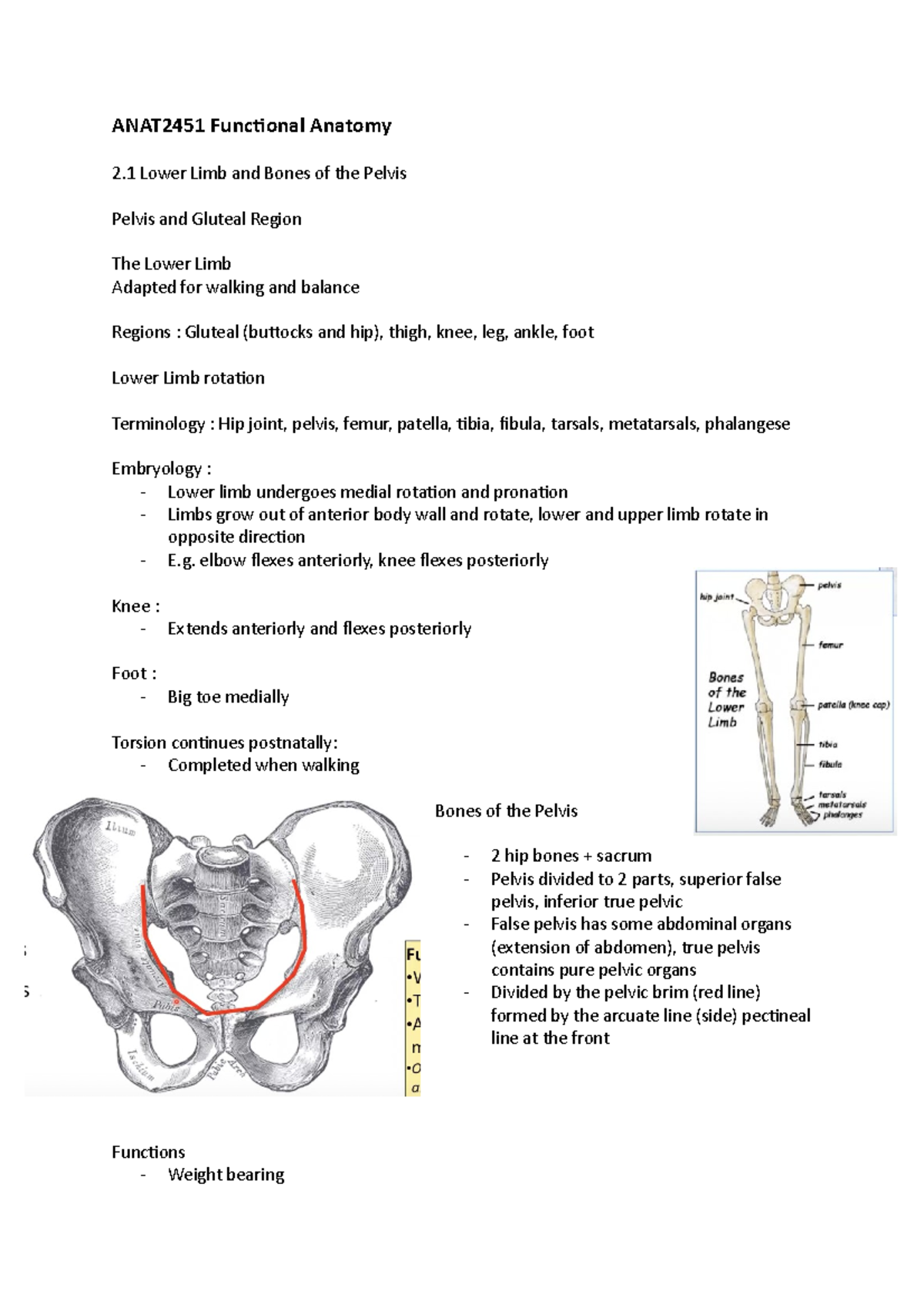 ANAT2451 Functional Anatomy - elbow flexes anteriorly, knee flexes ...