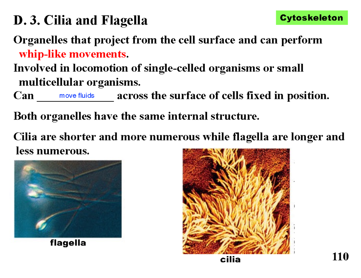 Lecture 1g - D. 3. Cilia and Flagella Organelles that project from the ...