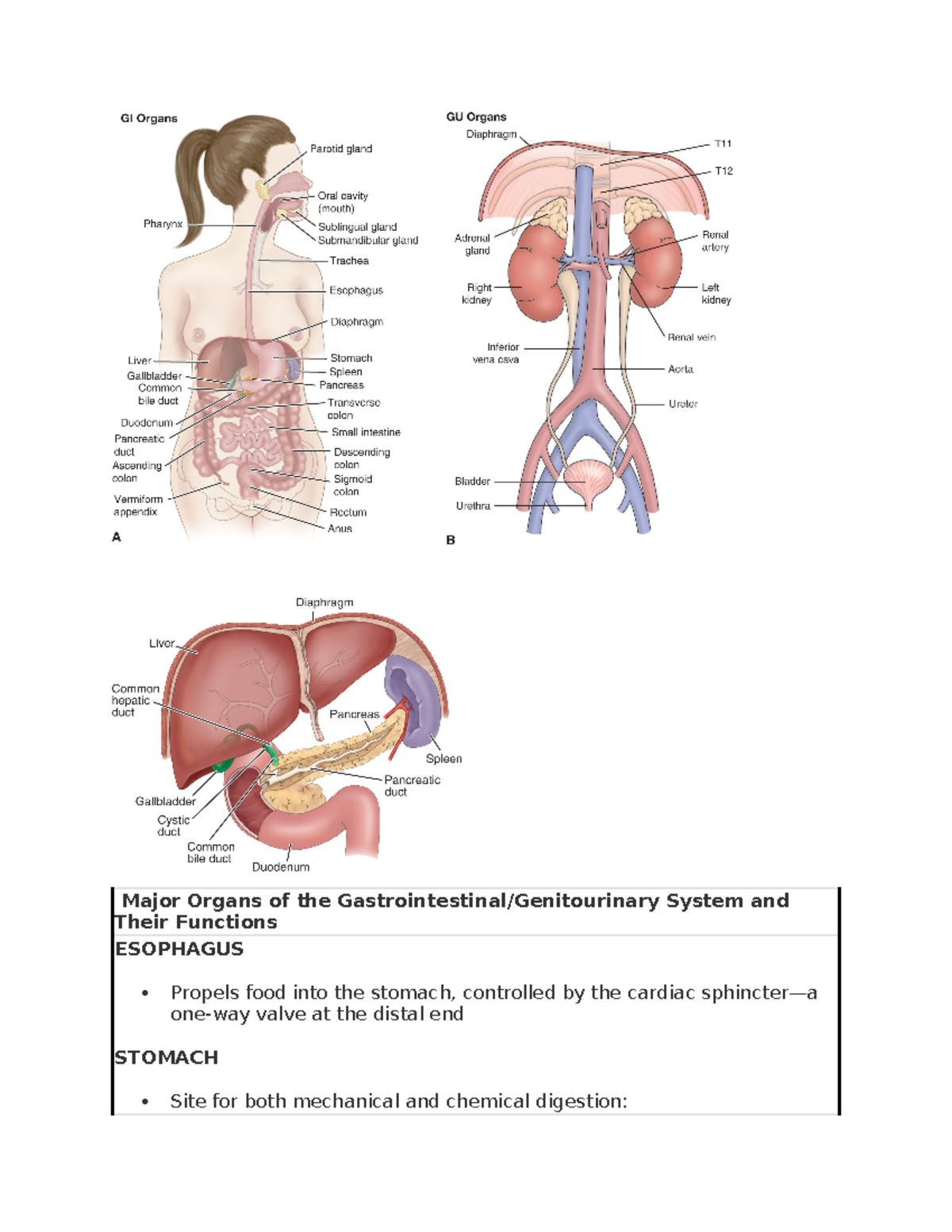 Unit 9 notes - Major Organs of the Gastrointestinal/Genitourinary ...
