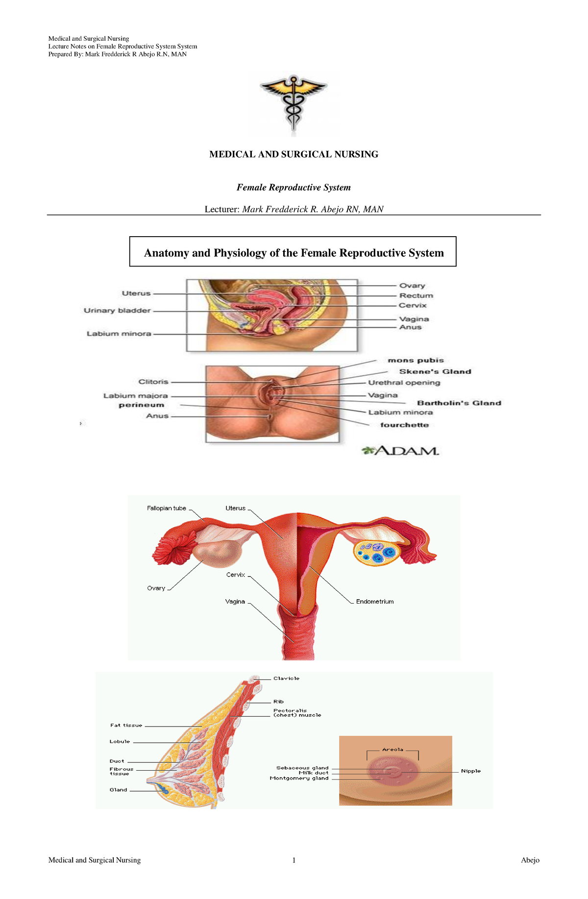 Anatomy and Physiology of the Female Reproductive System