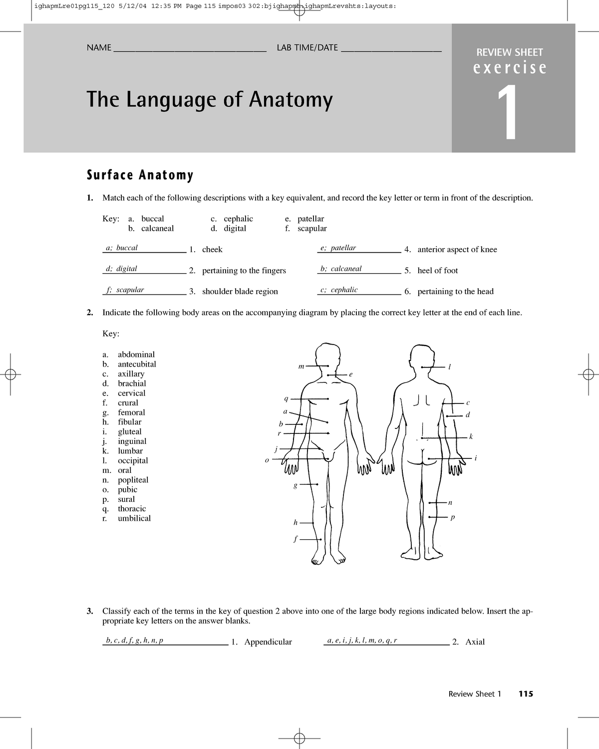 Language Of Anatomy REVIEW SHEET Exercise 1 The Language Of Anatomy 