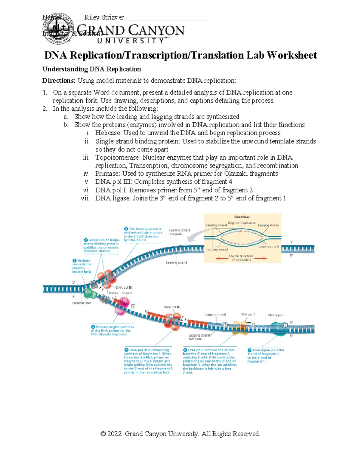 F23 DNArep Transcript Translat Wksht - Instructor & Section ...