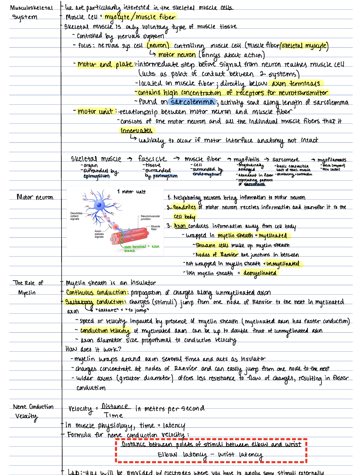 Lab 6 Power Lab 1 - Muscle Structure, Function, & Electromyography (EMG ...