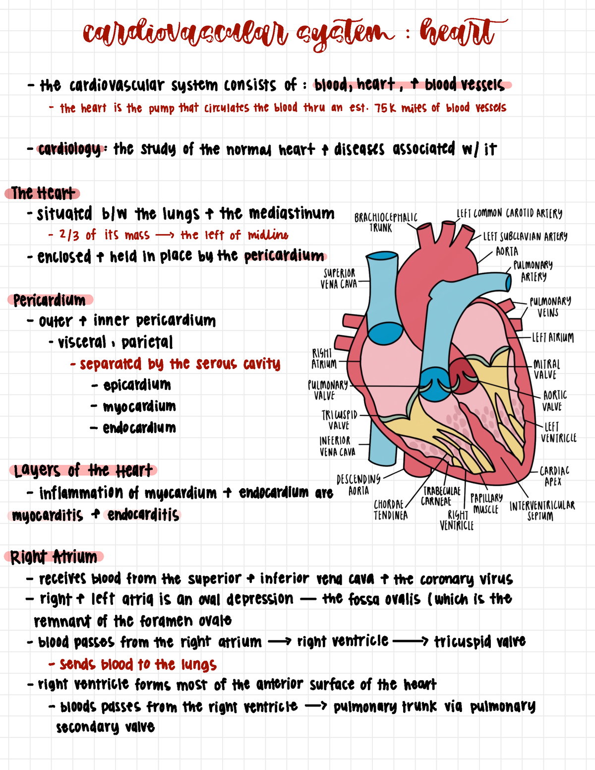 Ch 20 the cardiovascular system - heart - c!diovascul! system : he# l ...